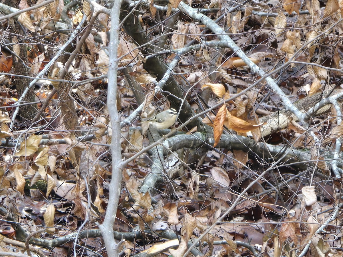 Золотоголовый королёк - ML646906590