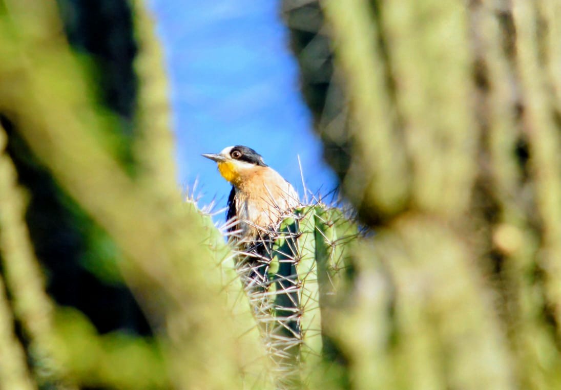 Белолобый дятел - ML646906591