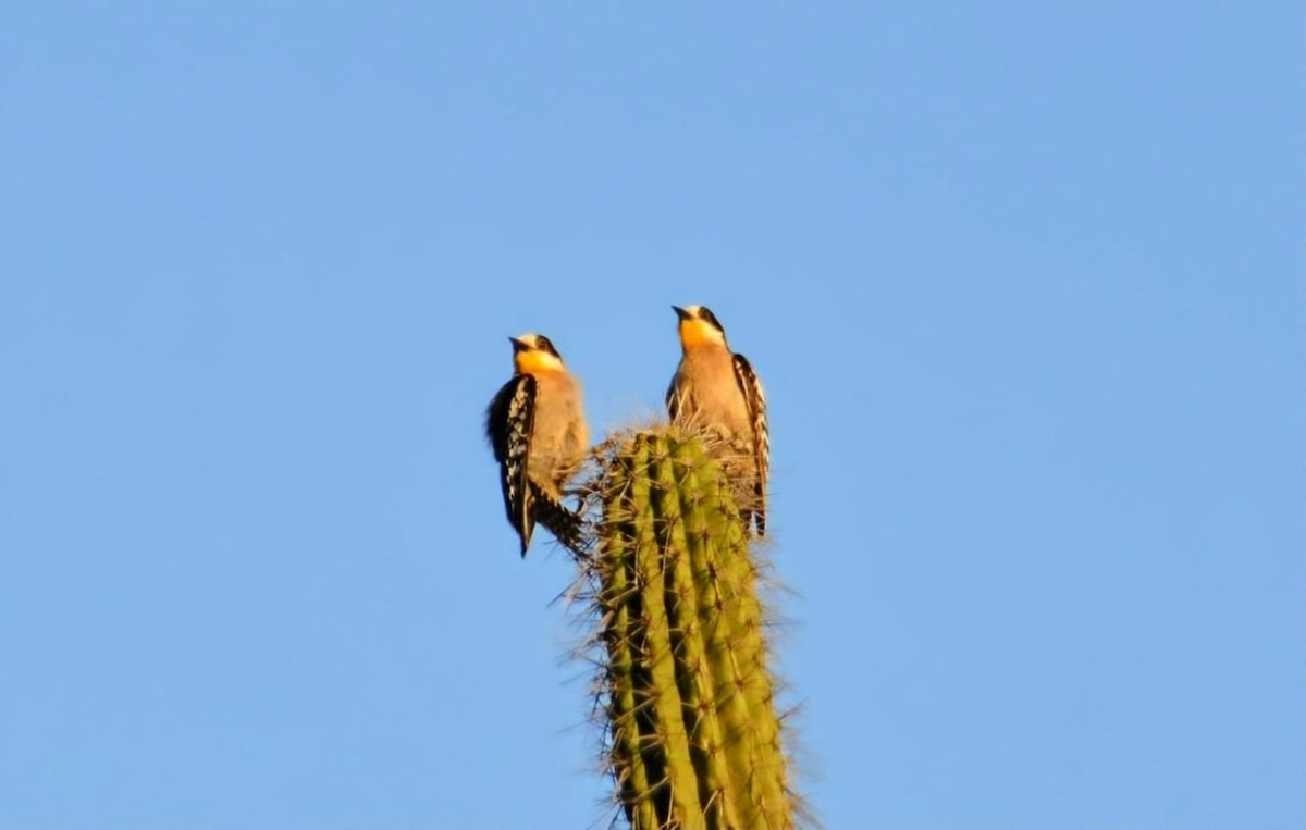 Белолобый дятел - ML646906592