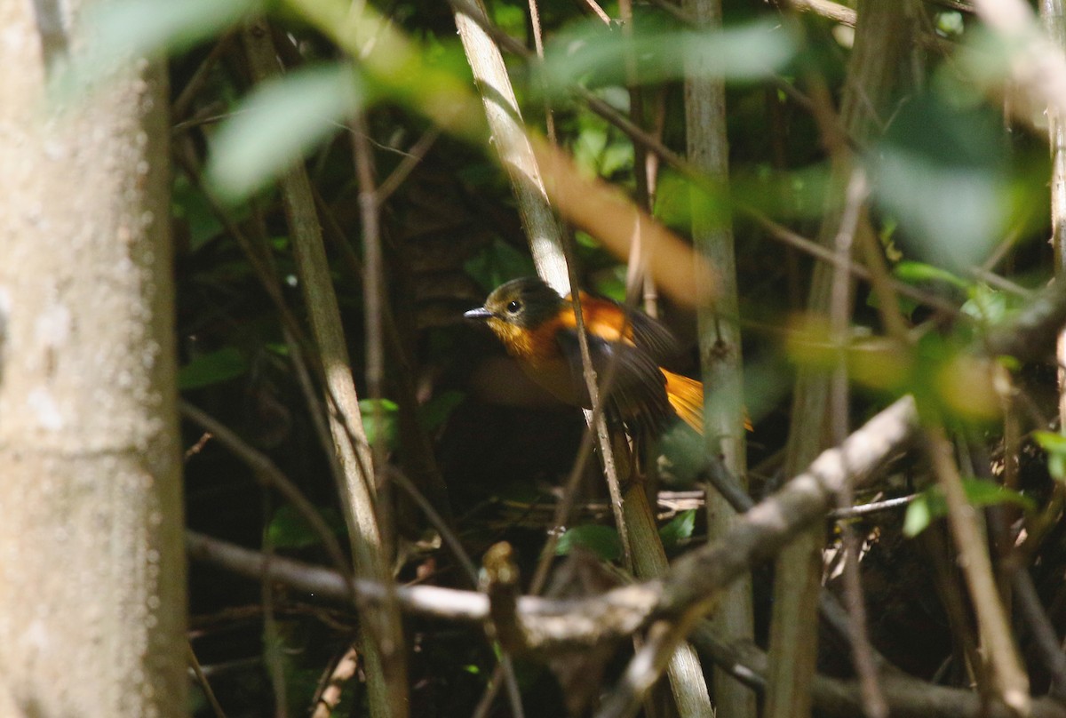 Black-and-orange Flycatcher - ML646906594
