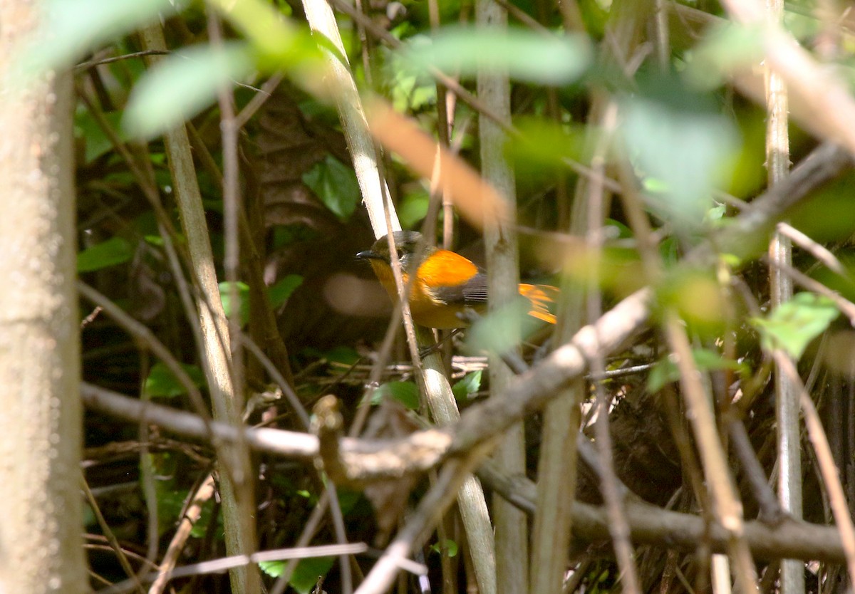 Black-and-orange Flycatcher - ML646906595