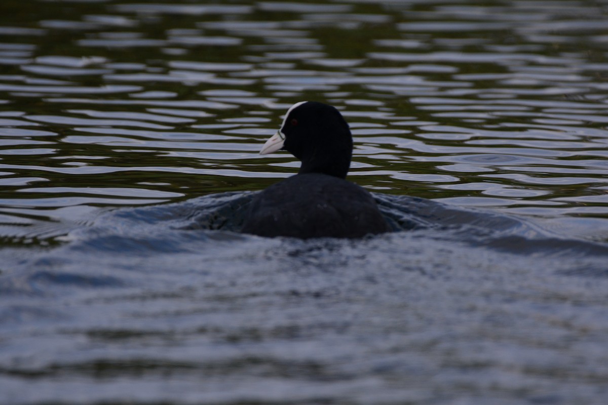 Eurasian Coot - ML646906596