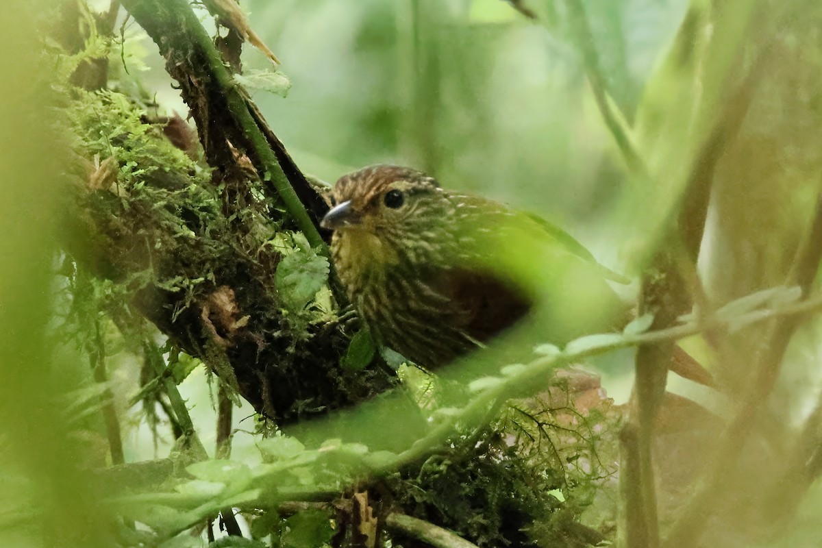 Lineated Foliage-gleaner - ML646906598