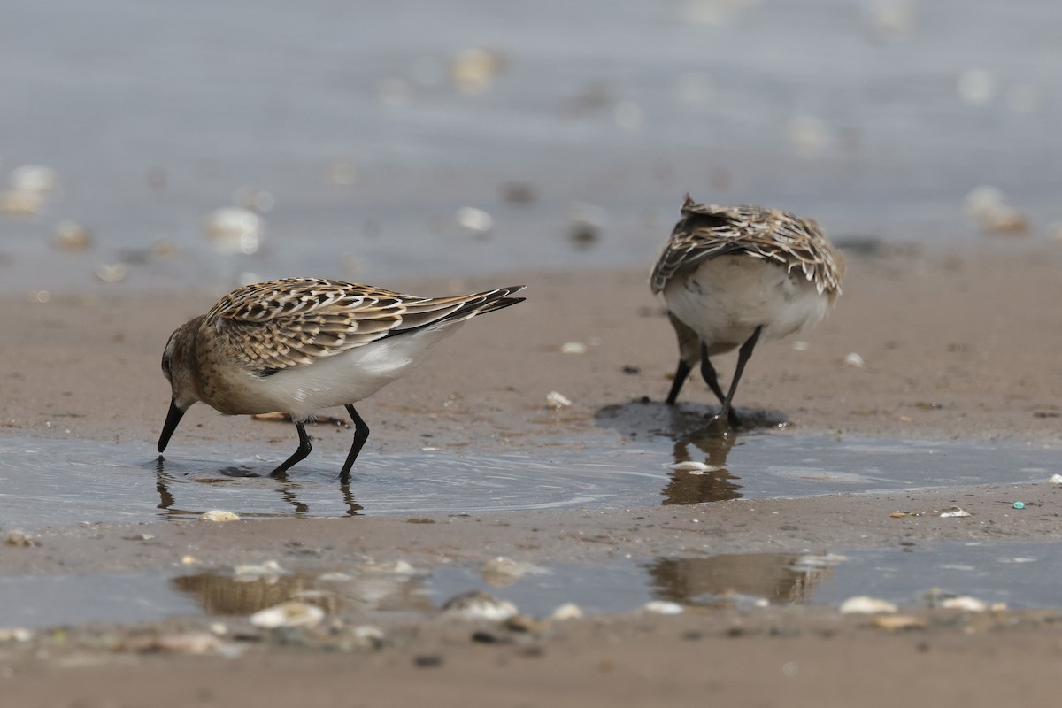 Semipalmated Sandpiper - ML646906599