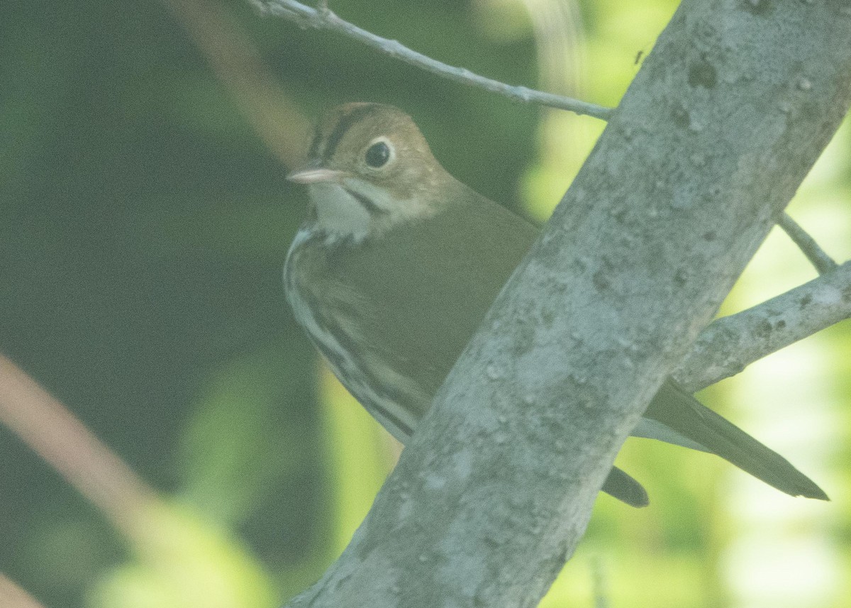 Ovenbird - ML646906601