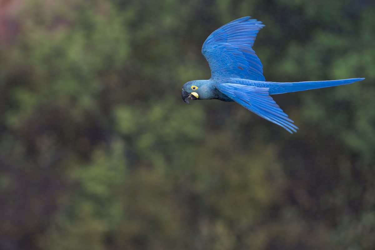 Indigo Macaw - ML646906602