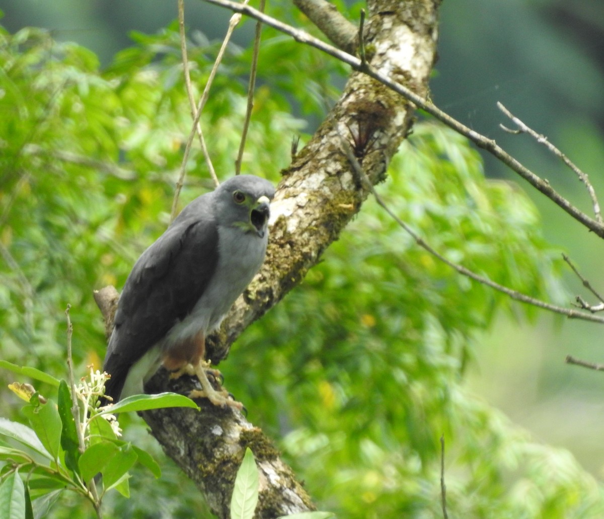 Rufous-thighed Kite - ML646906603