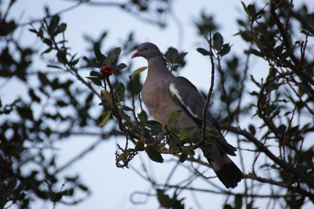 Common Wood-Pigeon - ML646906604