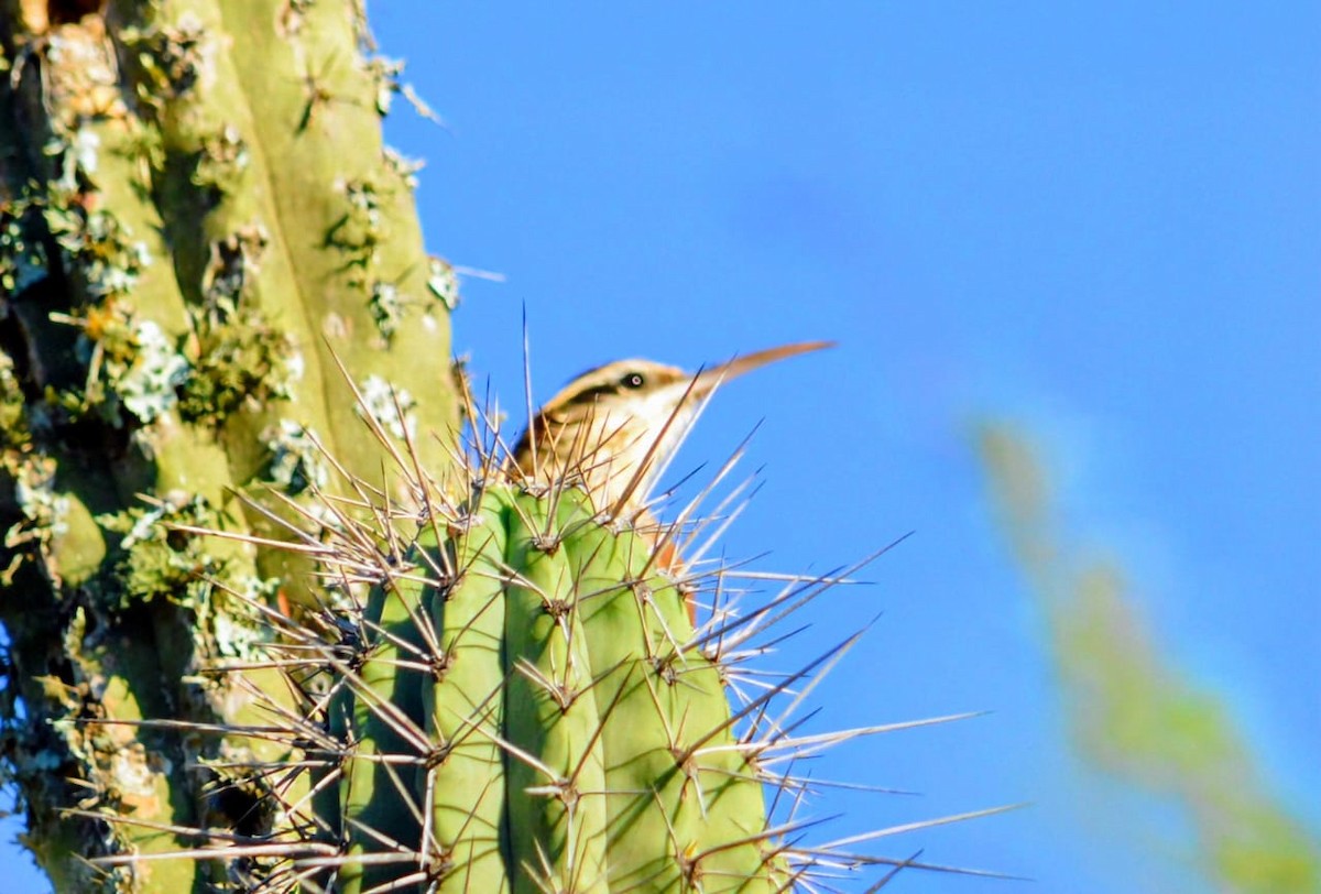 Narrow-billed Woodcreeper - ML646906606