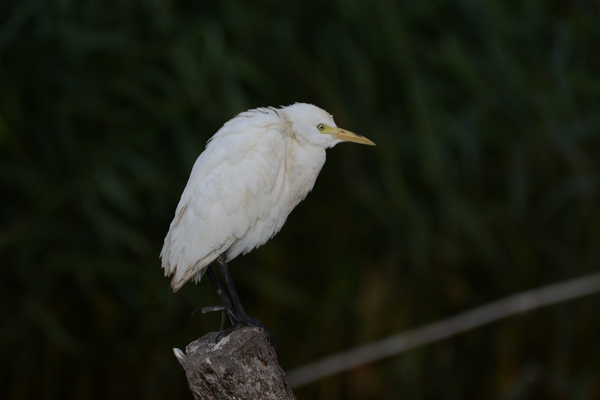 Western Cattle-Egret - ML646906607