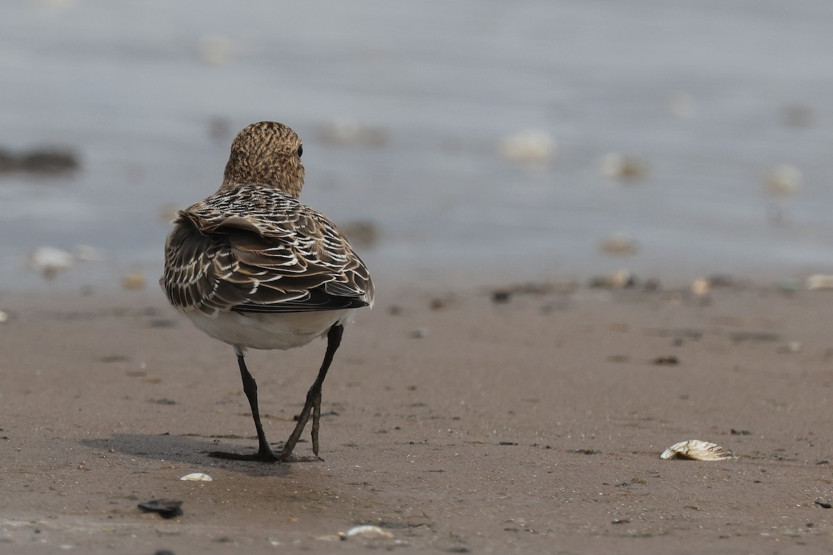 Baird's Sandpiper - ML646906608