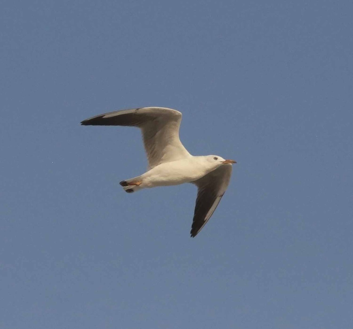 Slender-billed Gull - ML646906609