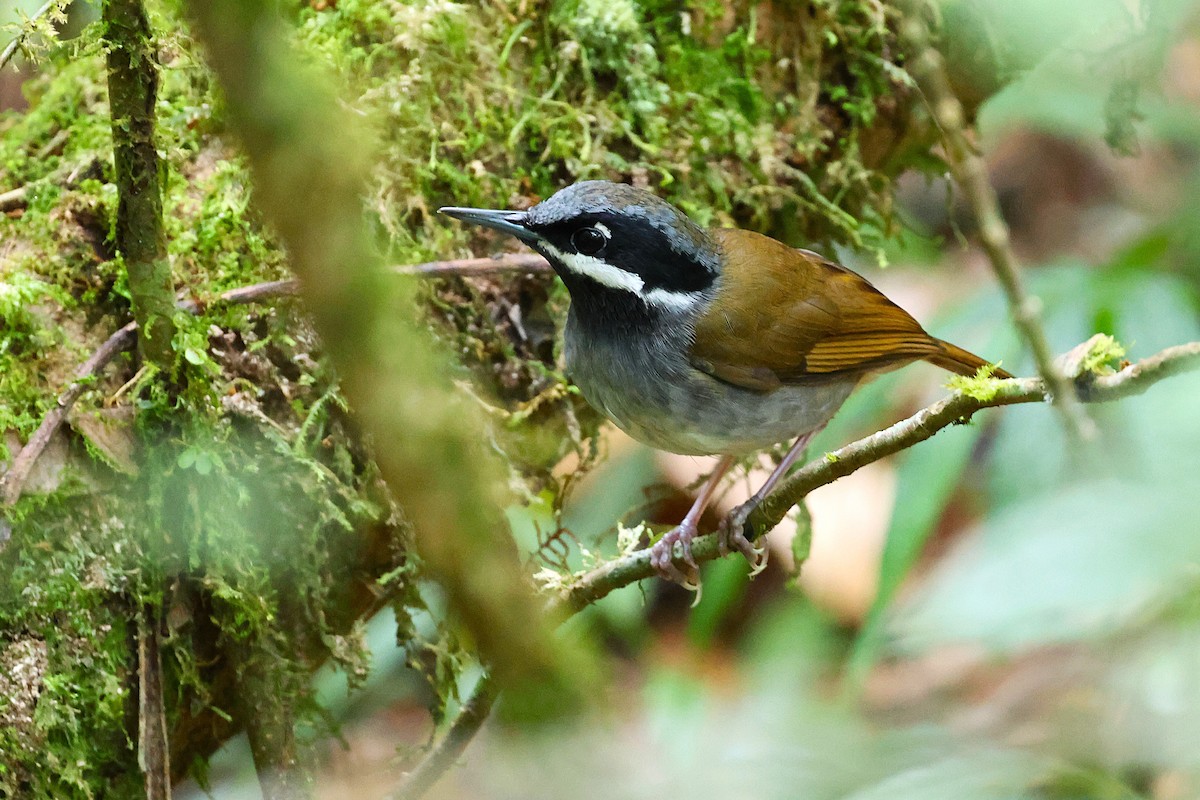 Crossley's Vanga - ML646906610