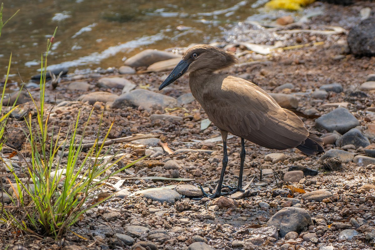 Hamerkop - ML646906611