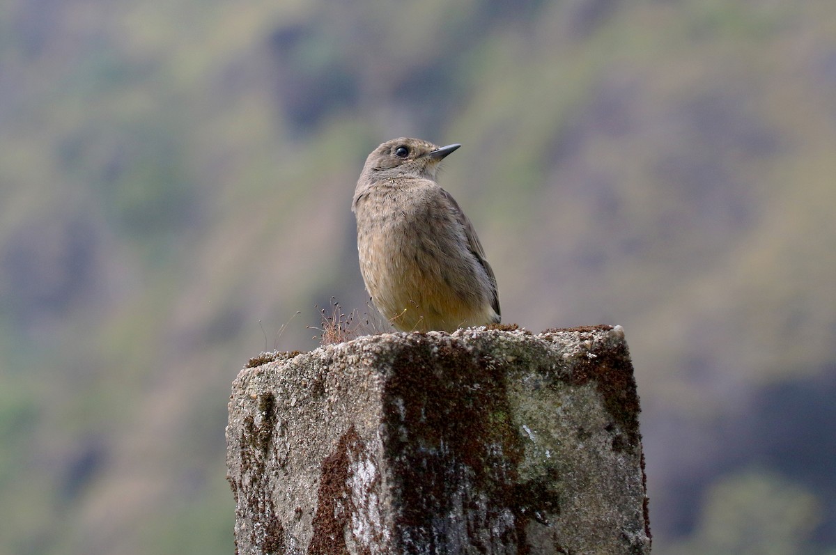 Pied Bushchat - ML646906612
