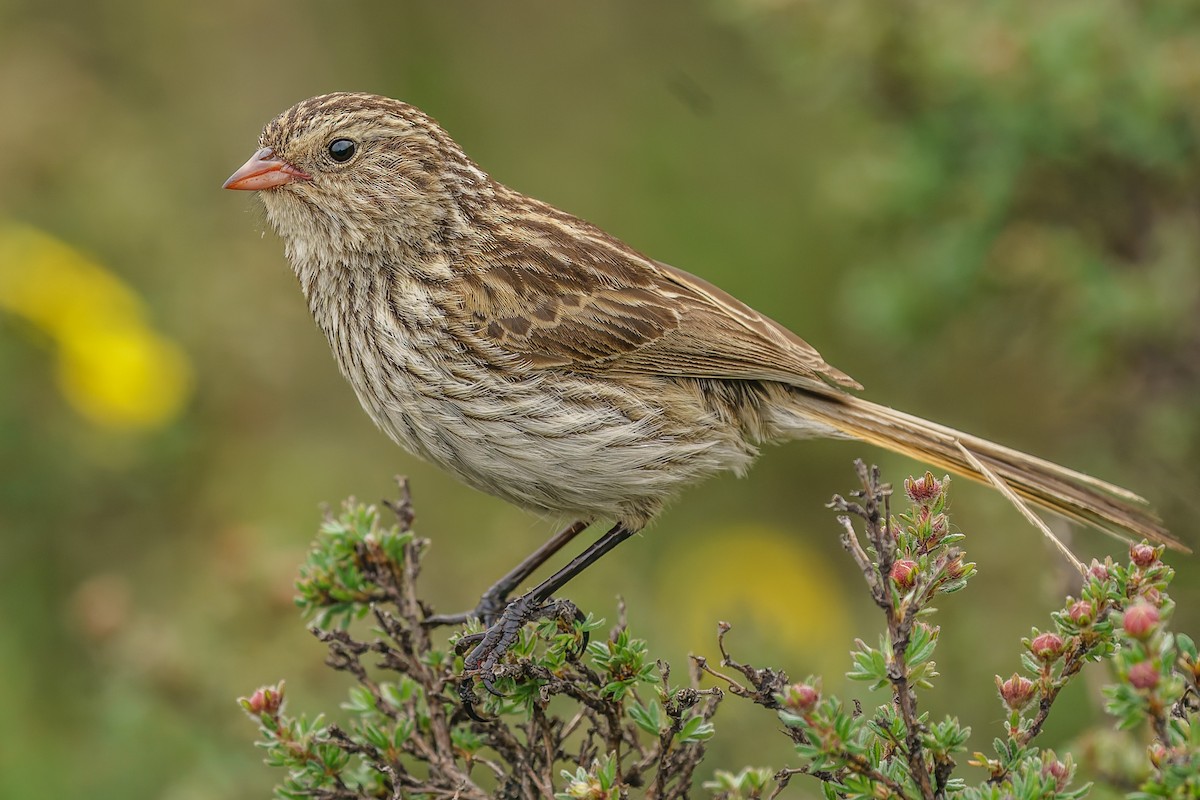 Przevalski's Pinktail - ML646906613