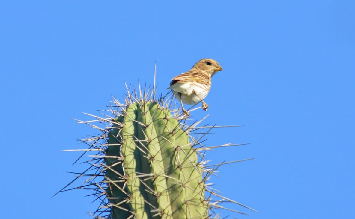 Saffron Finch - ML646906614