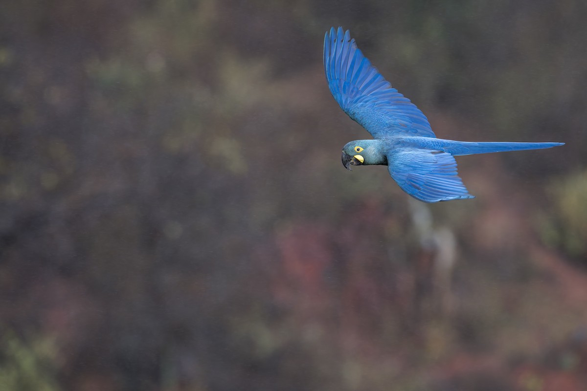 Indigo Macaw - ML646906615