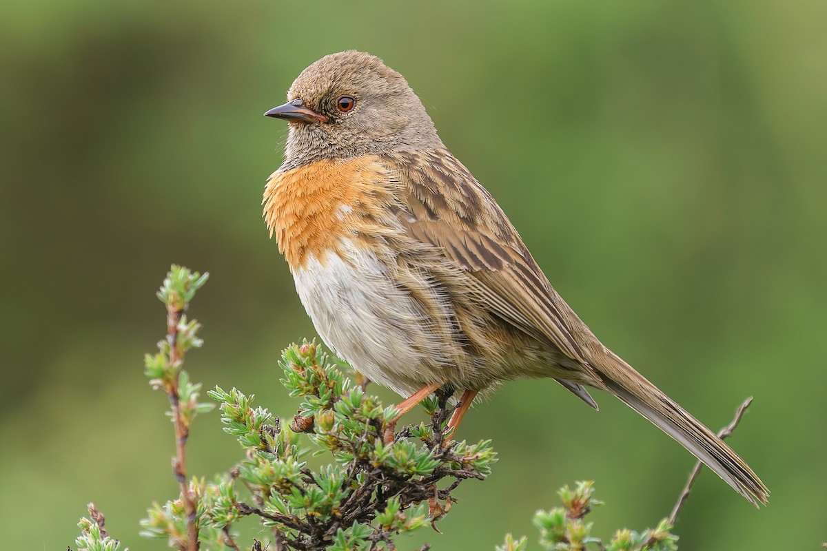 Robin Accentor - ML646906616