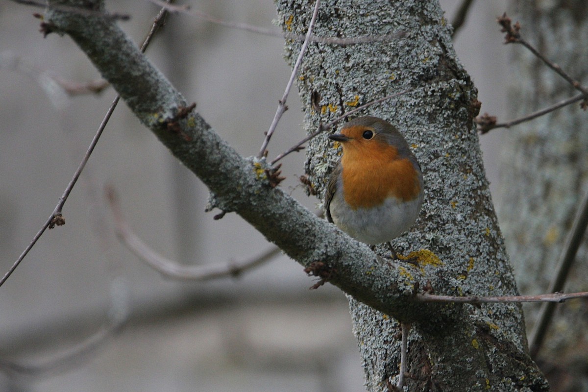 European Robin - ML646906617