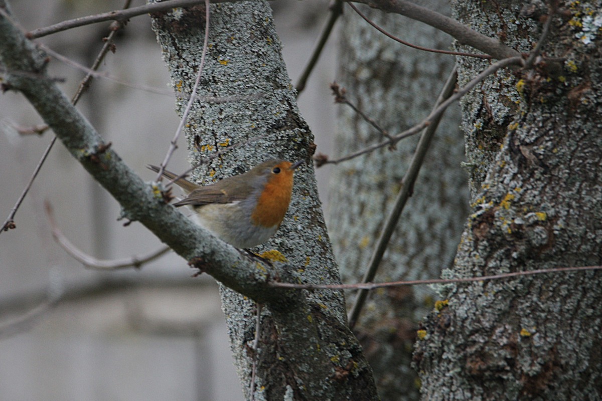 European Robin - ML646906618