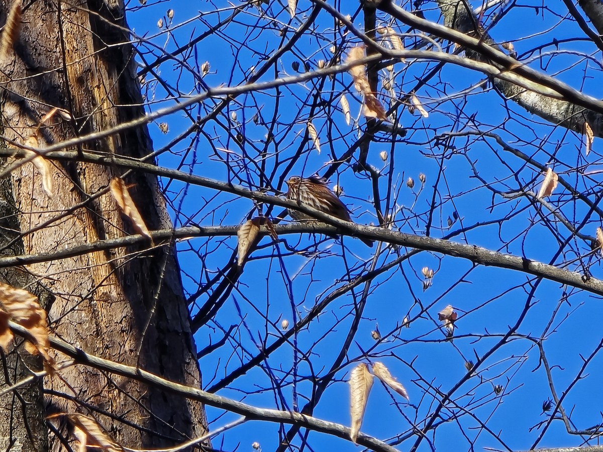 Fox Sparrow - ML646906619