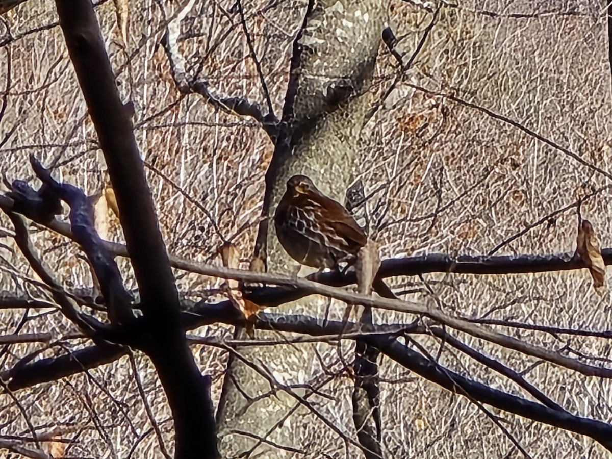 Fox Sparrow - ML646906620