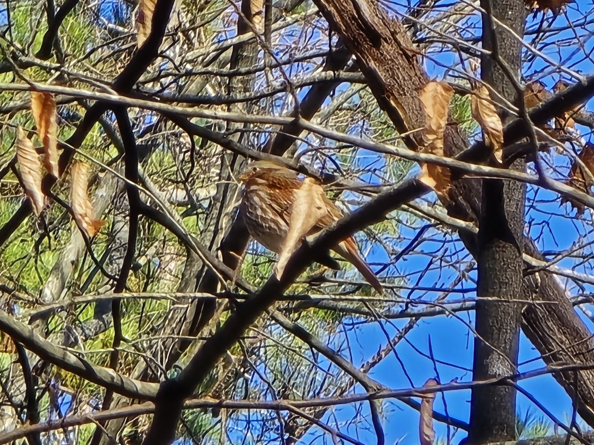 Fox Sparrow - ML646906621