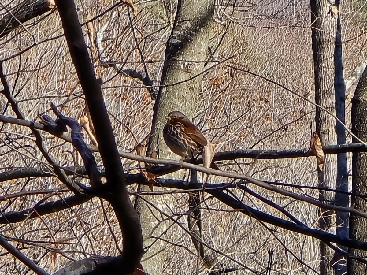 Fox Sparrow - ML646906622