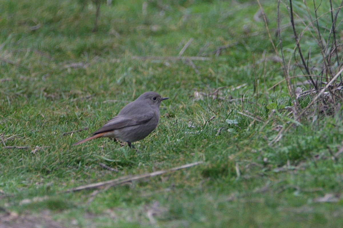 Codirosso spazzacamino - ML646906624