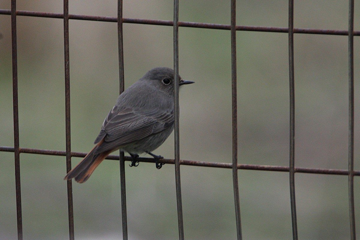 Codirosso spazzacamino - ML646906625