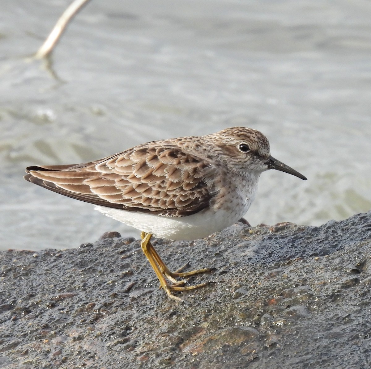 Least Sandpiper - ML646906626
