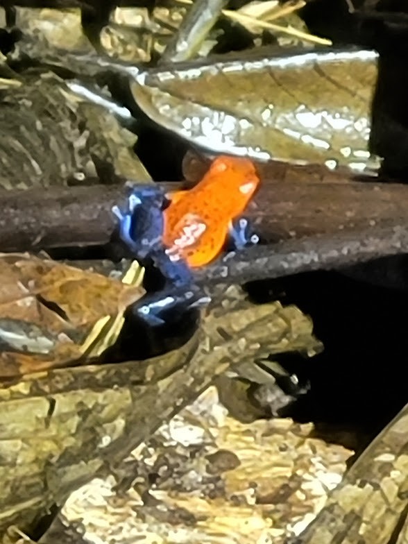 Rana venenosa azul y roja - ML646906627