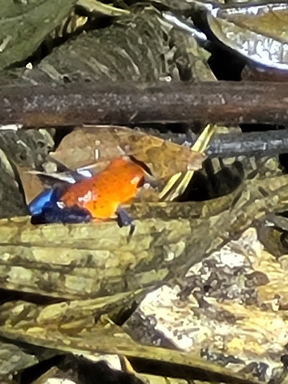 Rana venenosa azul y roja - ML646906628