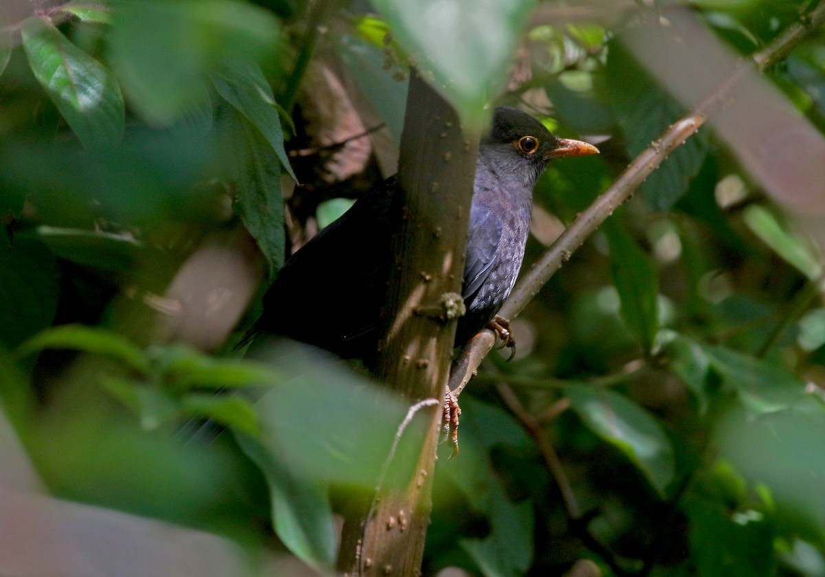 Indian Blackbird - ML646906629