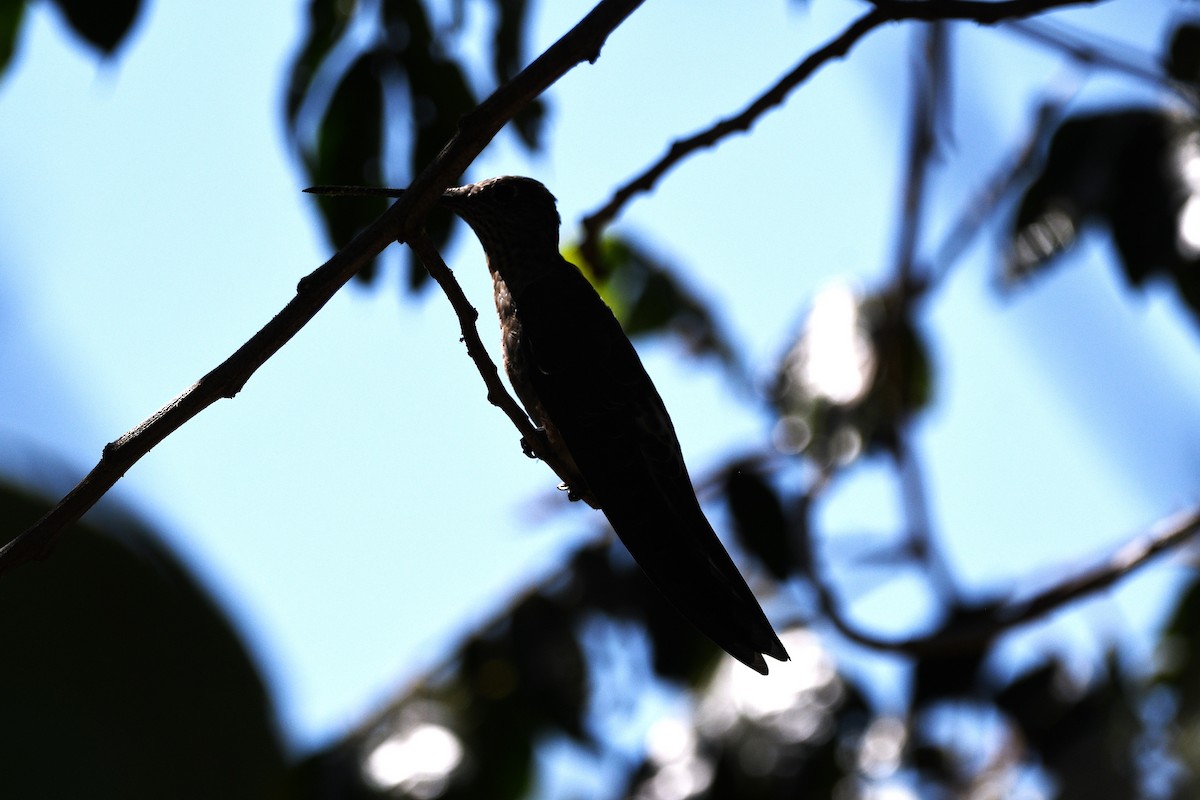 Giant Hummingbird - ML646906630