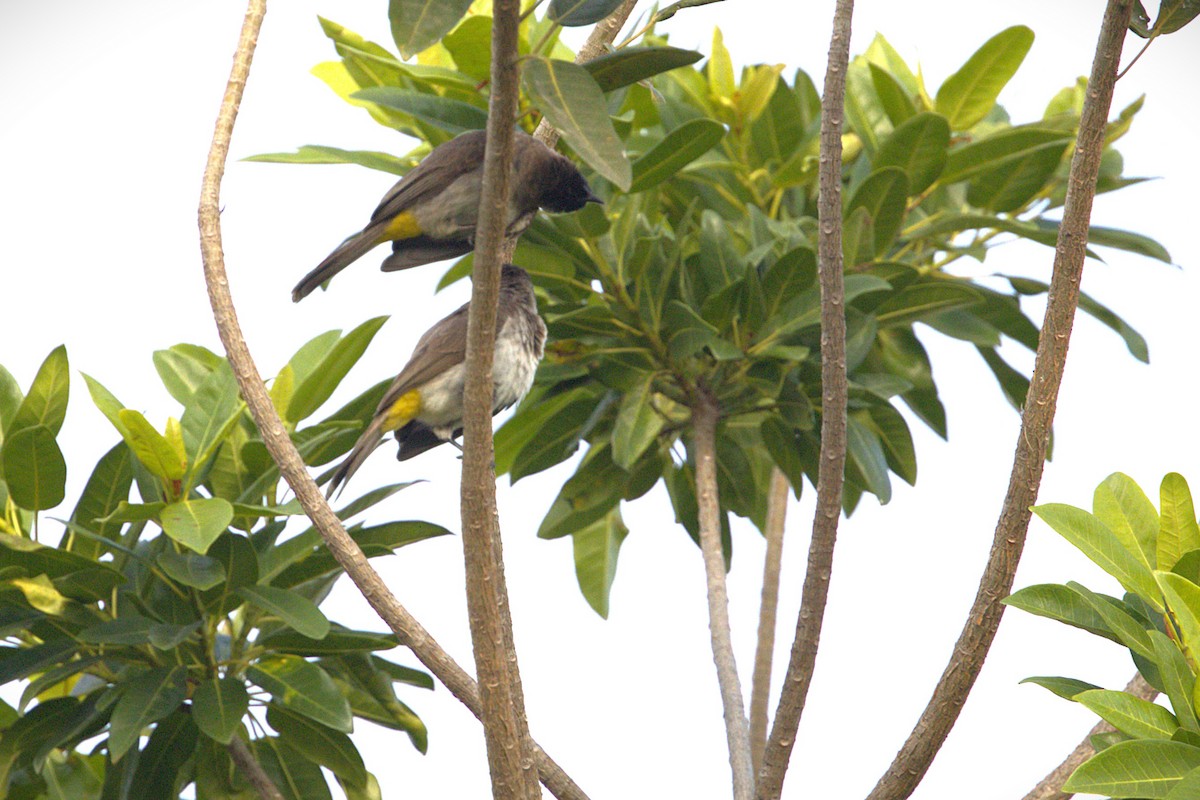 Common Bulbul - ML646906636
