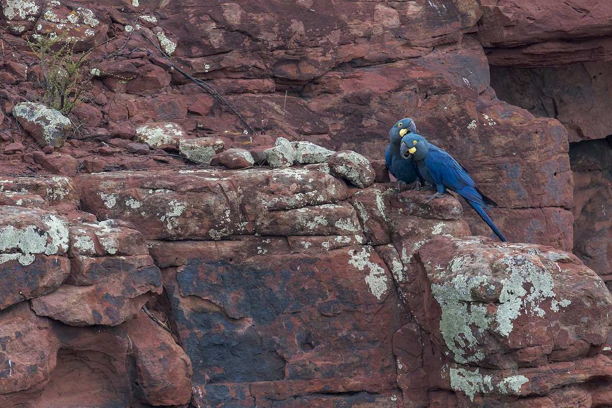 indigoara - ML646906639