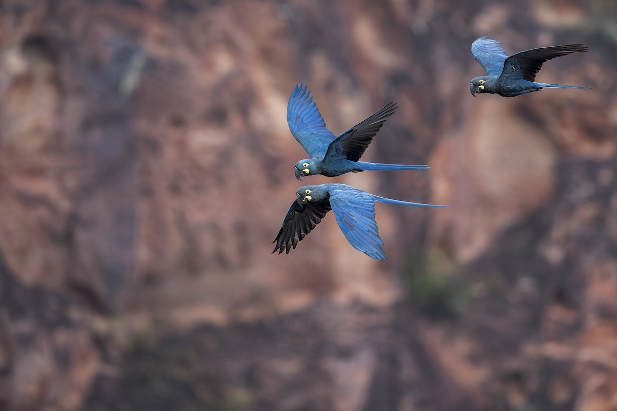 indigoara - ML646906643