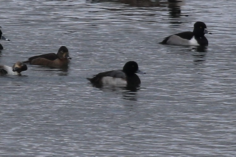 Морская чернеть - ML646906645