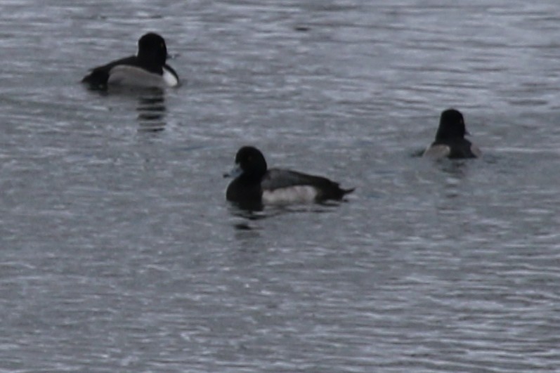 Морская чернеть - ML646906646