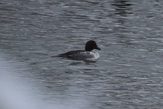 Common Goldeneye - ML646906648