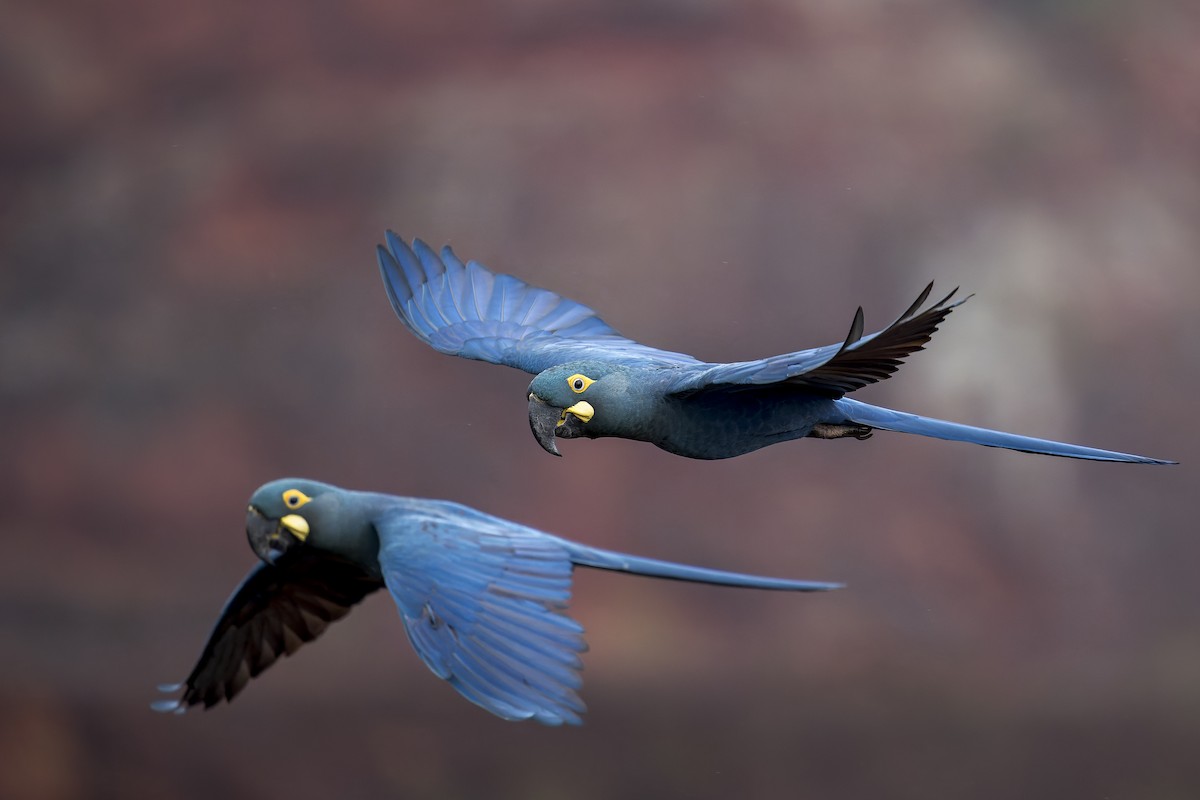 indigoara - ML646906649