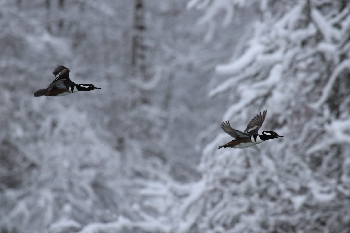 Капюшоновый крохаль - ML646906653