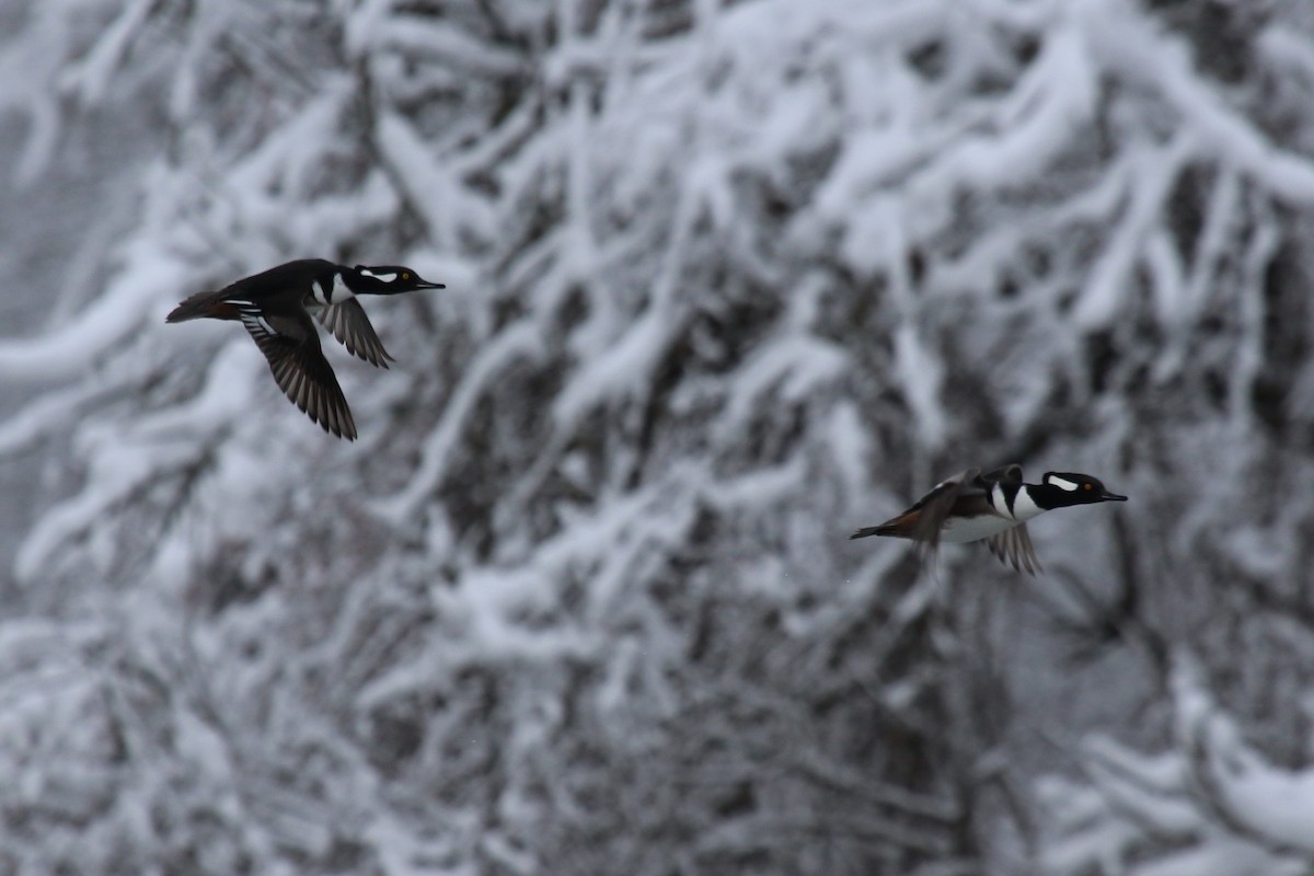 Капюшоновый крохаль - ML646906654