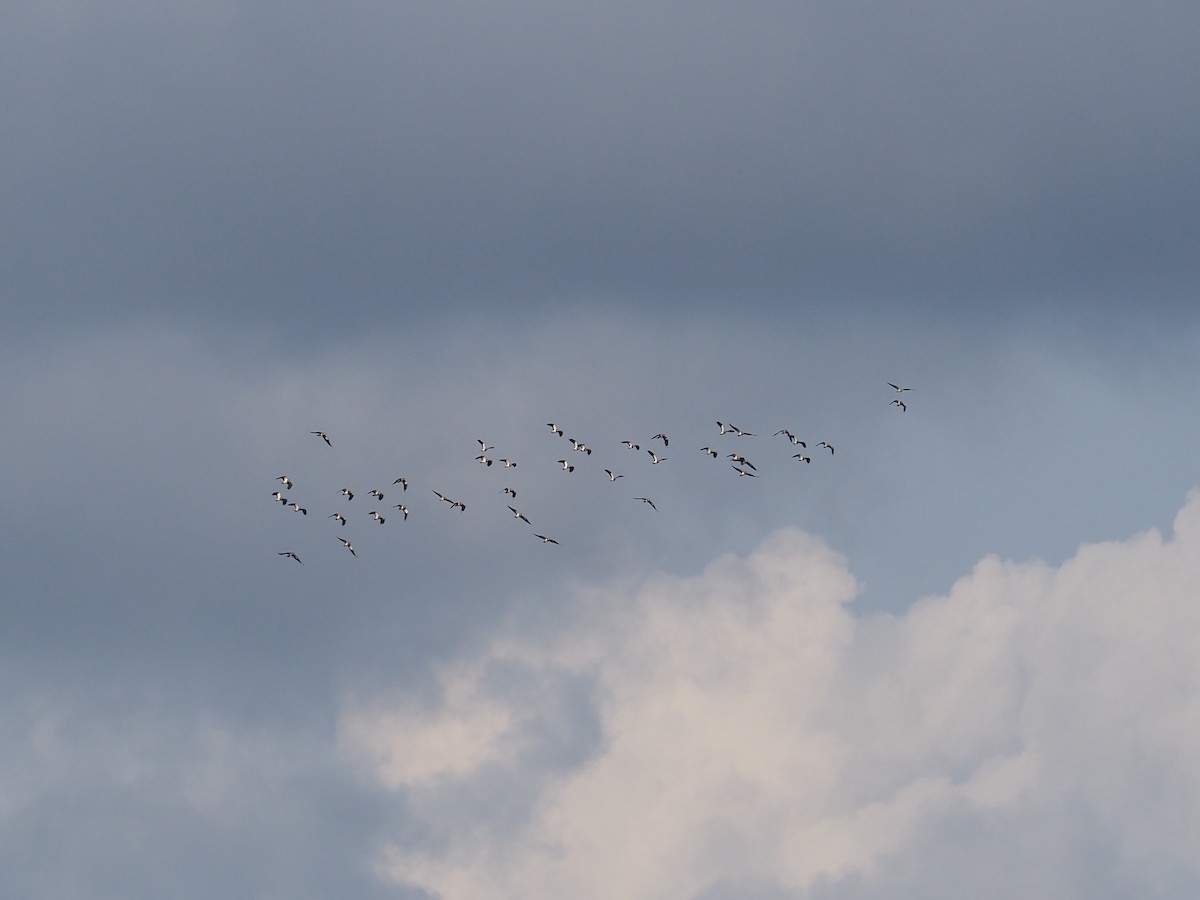 タゲリ - ML646906661