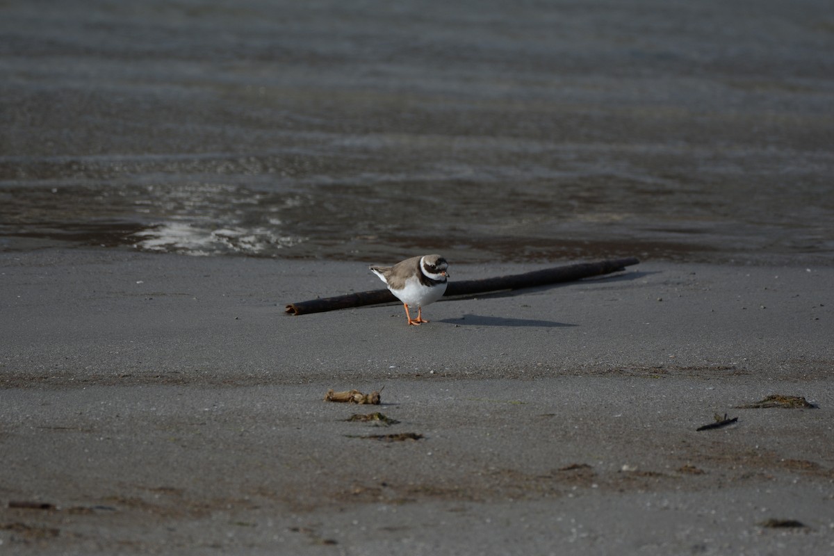 ハジロコチドリ - ML646906662