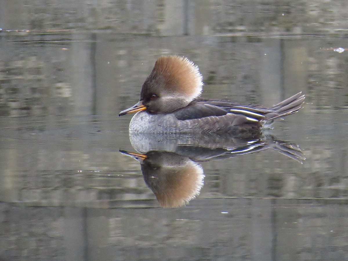 オウギアイサ - ML646906663