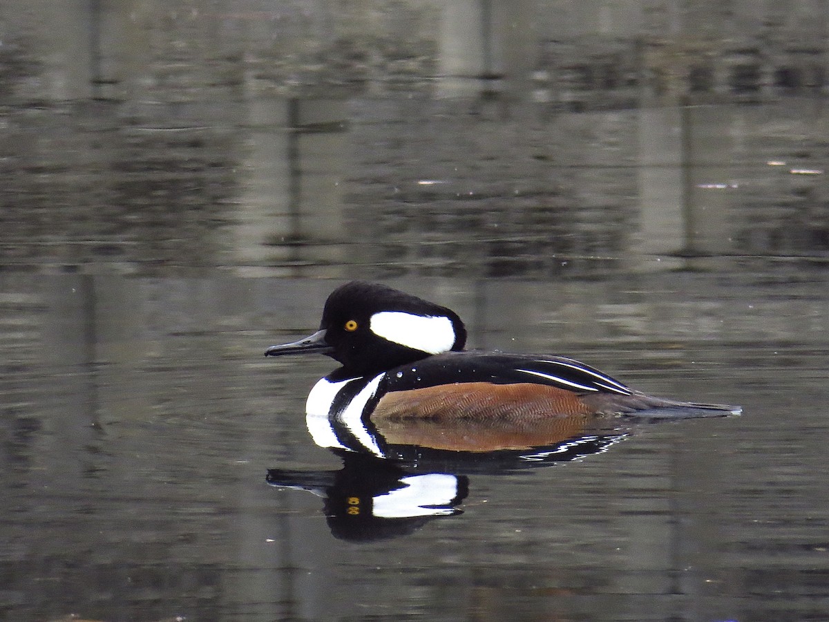 オウギアイサ - ML646906664