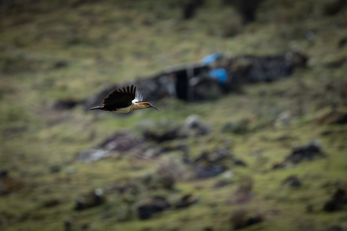 アンデストキ - ML646906665